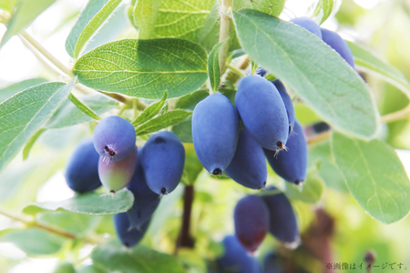 ハスカップ入り 蜂蜜酒 375ml×1本 [エンジョイ道北 北海道 剣淵町 14656350]