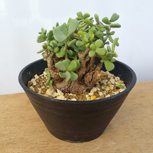 ケラリア・ピグマエア (発根管理済) A003｜観葉植物 コーデックス 盆栽 鉢植え インテリア ハコネコ [0656]