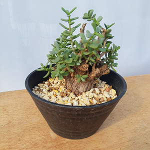ケラリア・ピグマエア (発根管理済) A009｜観葉植物 コーデックス [0662]