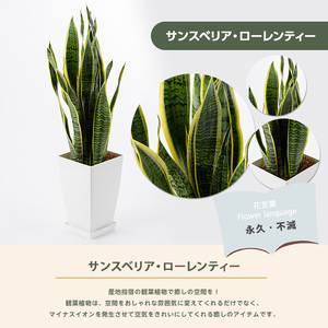 2026年3月上旬～発送【観葉植物】サンスベリア・ローレンティー 7号 Green Base IB003-012 観葉植物 ※北海道・沖縄・離島配送不可