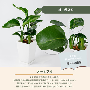 2026年1月中旬～発送【観葉植物】オーガスタ50cm～70cm Green Base IB003-019  観葉植物  観葉植物  ※北海道・沖縄・離島配送不可