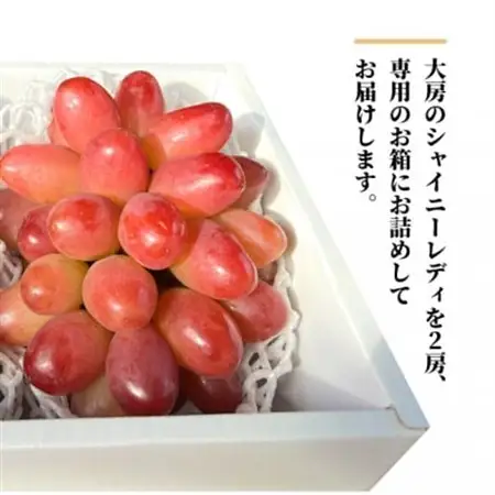 【希少品種】シャイニーレディ 大サイズ 2房入/計1.3kg～ (岡山県産) 赤色の早生葡萄!【配送不可地域：離島】【1694777】