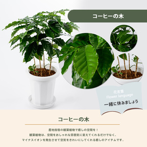 2026年4月上旬～発送【観葉植物】コーヒーの木 7号 Green Base IB003-018 観葉植物 ※北海道・沖縄・離島配送不可