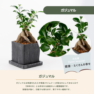 2026年5月中旬～発送【観葉植物】ガジュマル 25cm～35cm Green Base IB003-009  観葉植物 ※北海道・沖縄・離島配送不可