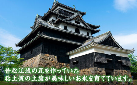 【令和7年産】松江市産きぬむすめ「ながえ米」20kg(5kg×4) 島根県松江市/有限会社藤本米穀店[ALCG016]