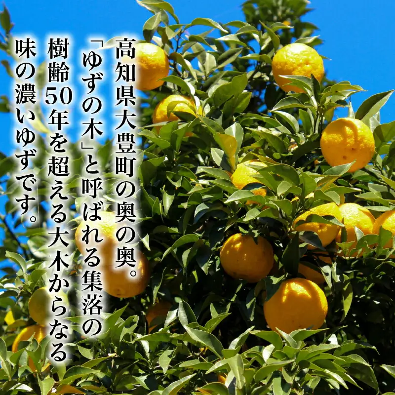 訳あり ゆずしぼり 100% 300ml×5本 ゆず