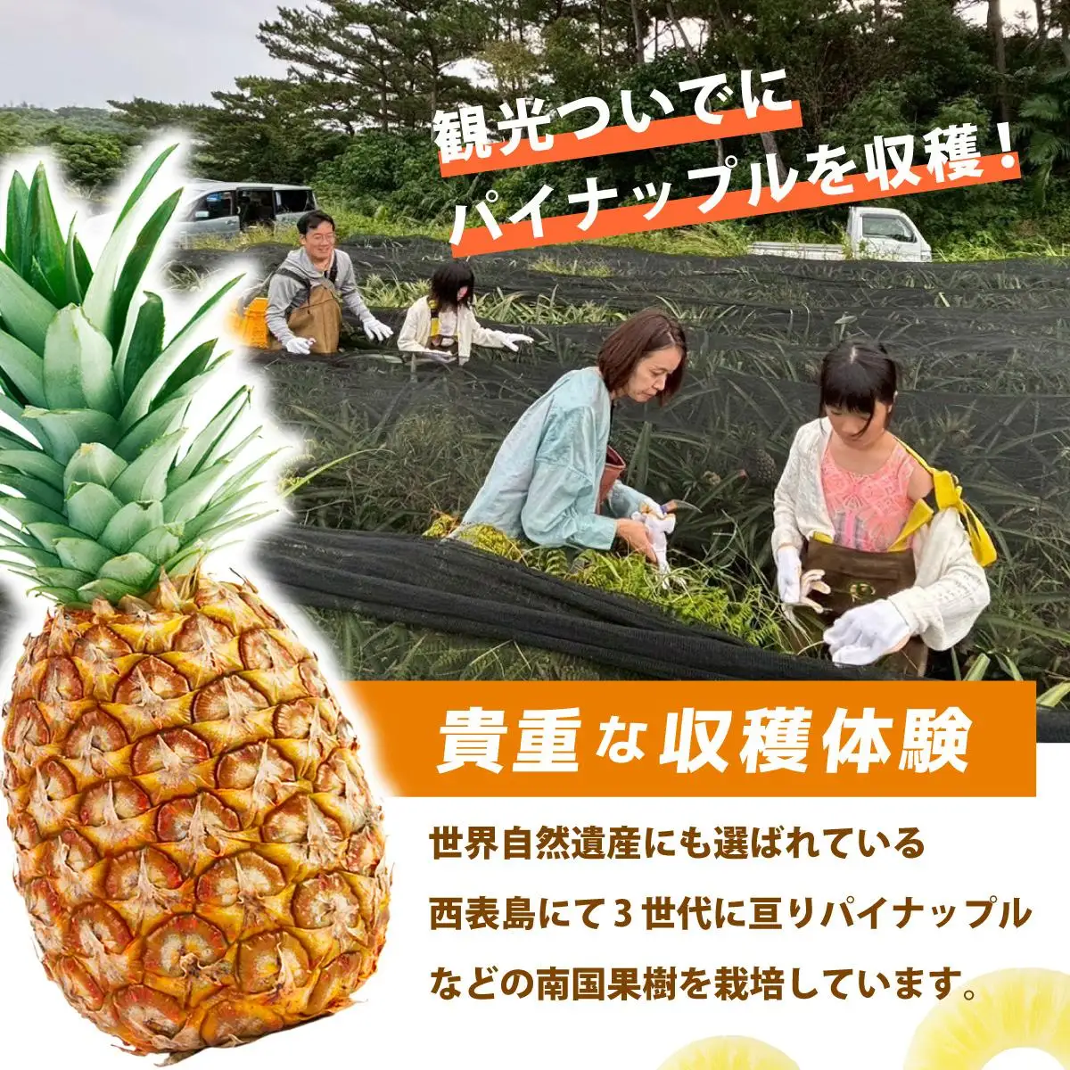 パイナップル収穫体験【3名】爽やかな朝日を浴びた中での開催♪（4月25日～6月15日開催）