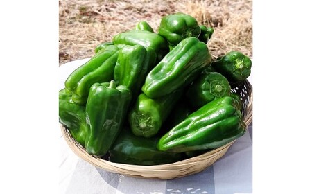 ハッピーマン＆完熟トマトセット 1kgセット 1キロセット ピーマン とまと 野菜 やさい おかず 副菜 新鮮 おいしい 採れたて 国産 お取り寄せ 常温 高知県 高知【株式会社　植田ファーム】 [BQAT012]