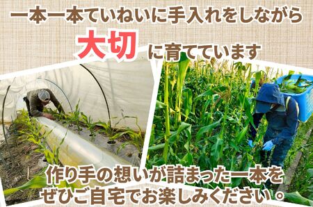 極甘フルーツとうもろこし「甘々娘（かんかんむすめ）」特Ａ品・激選贈答用 5～6本入り 【2026年6月中旬から発送】 アグリ甲斐 [5839-8579] 