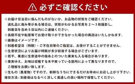 アールスメロン 1玉 ＆みかん 約1kg セット【2026年12月上旬発送開始】アールスメロン メロン  熊本みかん みかん 蜜柑 ミカン 1玉 約1kg セット フルーツ 熊本県産 国産 くだもの 果物 果実 果肉 