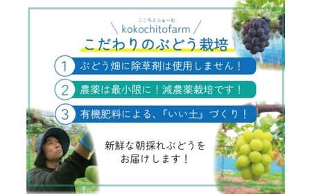 【2026年先行予約】 ここちとふぁーむ 【ギフト】 岡山県産 シャインマスカット＆旬のおまかせぶどう 2～3房 約1kg 【koko015-01】