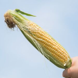 【 2026年 先行予約 】 とうもろこし 白 ＆ 黄色 12本 食べ比べ 【 とうもろこし 】