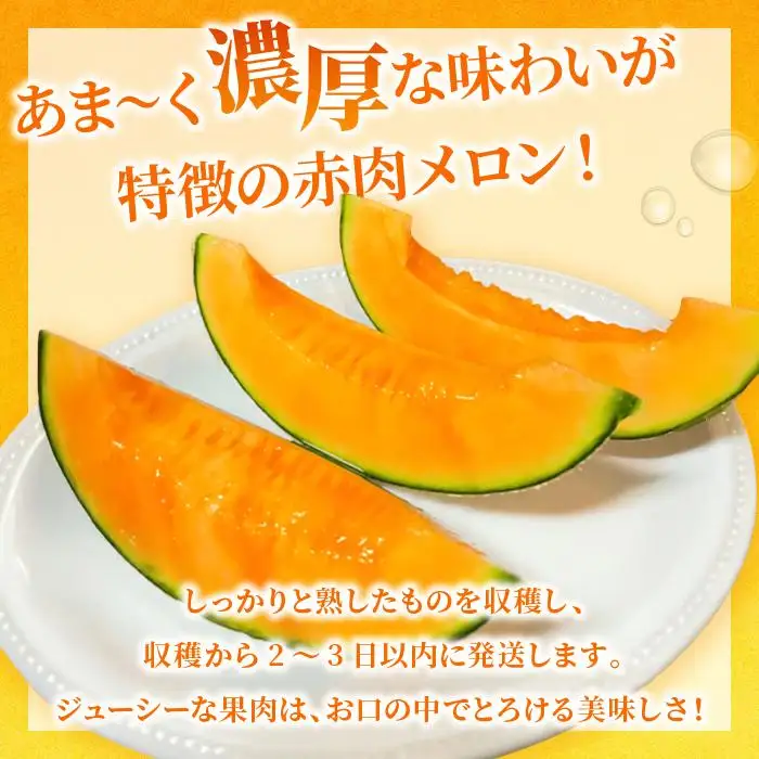 【2026年冬先行予約】宮古島産 赤肉メロン 2玉 【農家直送】 ＜とみお農園＞（TN02）