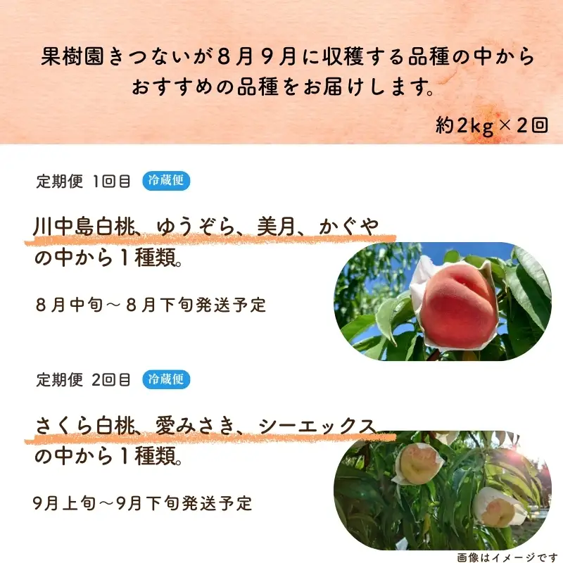 No.3235 果樹園きつない もも 品種お任せ定期便 全2回【2026年8月から9月発送】