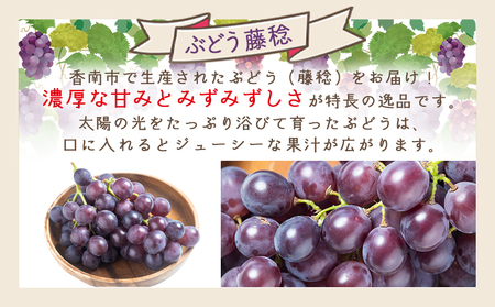 ぶどう 藤稔 6P 国産 果物 くだもの 青果 フルーツ 葡萄 ブドウ グレープ ジューシー デザート やすらぎ市 高知県 香南市 冷蔵 yr-0100