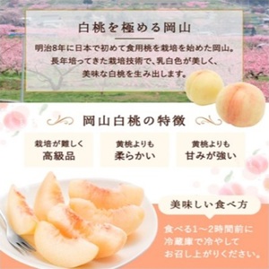 桃 2026年 先行予約 白桃 5玉 (1.5kg以上) 等級：ロイヤル 木箱入り もも モモ 岡山県産 国産 フルーツ 果物 セット ギフト