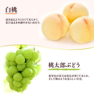 岡山県産 フルーツセット(桃太郎ぶどう1房・白桃2玉)  果物 フルーツ 詰め合わせ ぶどう ブドウ 葡萄 桃太郎ぶどう 桃 白桃 国産