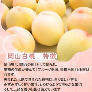 桃 2026年先行予約 岡山県産 白桃 岡山白桃1.5kg箱 5～6玉