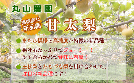 Y1049 八頭町産　梨「甘太梨」5kg【梨 なし ナシ 果物 フルーツ ギフト 先行予約 甘い 果実 果汁 デザート もぎたて 旬 新甘泉好きな方におすすめ】