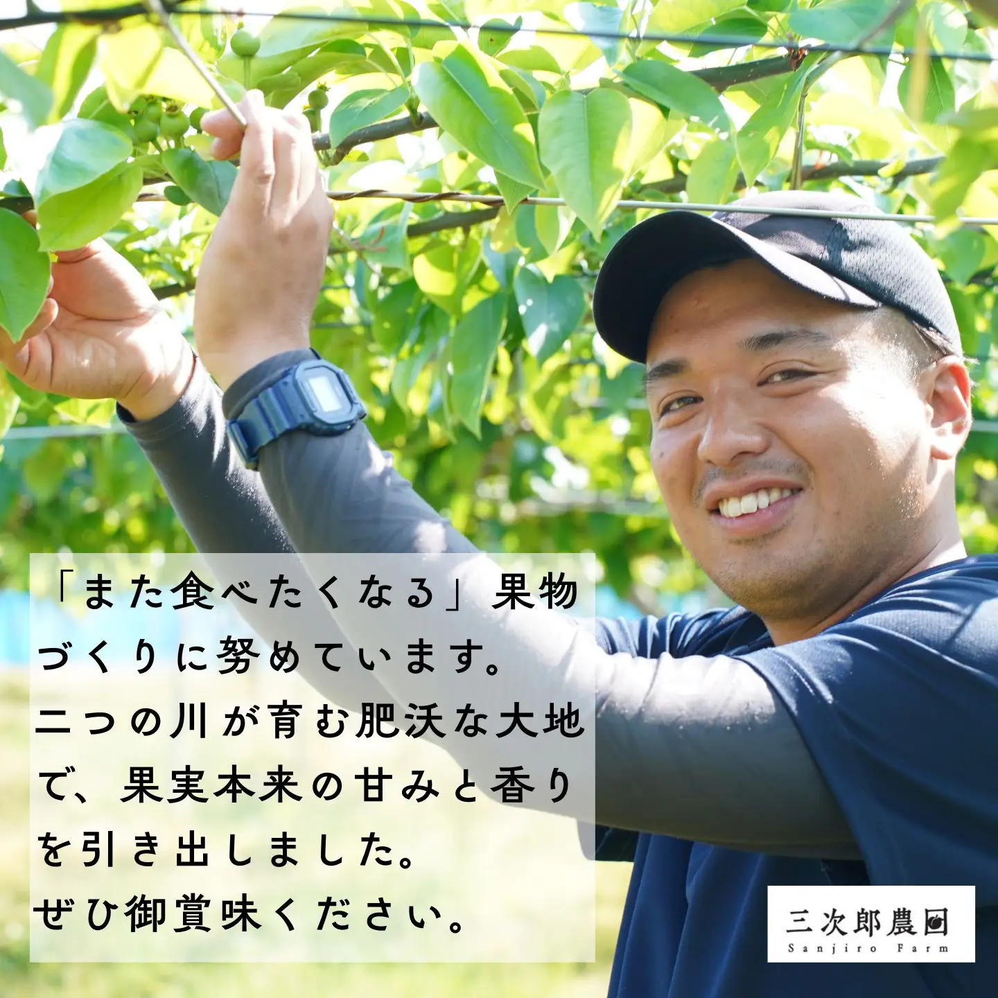 先行予約 和梨 あきづき 約5kg 令和8年度 新潟県三条市産