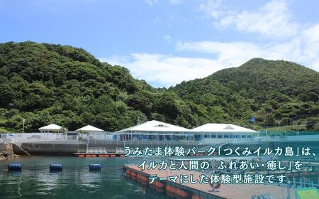 イルカ体験【お土産付】 市長が案内する「つくみイルカ島」 ペア入場券