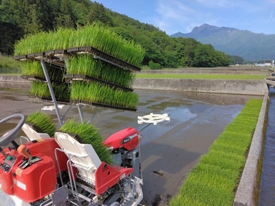 【令和7年産】《米冠位受賞》［自然農法］武川米　こしひかり　白米 5kg　コシヒカリ お米 自然農法 農薬・化学肥料不使用 お弁当 おにぎり 山梨県 北杜市 [h360]