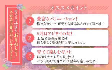 《母の日までにお届け》アジサイ【ピーチ姫】 母の日 プレゼント あじさい 紫陽花