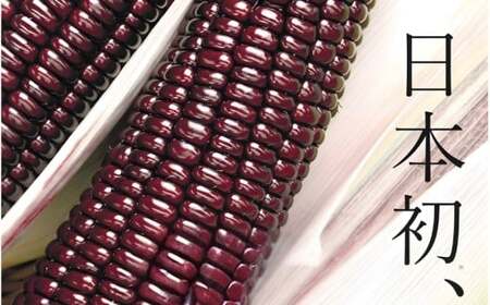 とうもろこし  先行予約 奈良県産 大和ルージュ 計10本 令和8年産 【2026年7月中旬～10月中旬順次発送】 葛城市【smlk037】