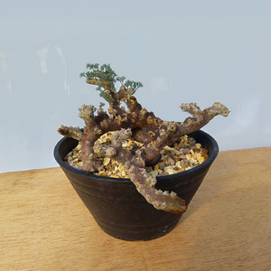 サルコカウロン・ムルチフィズム (発根管理済) A003｜観葉植物 コーデックス [0675]