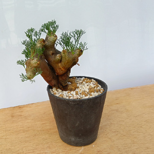 サルコカウロン・ムルチフィズム (発根管理済) A008｜観葉植物 コーデックス [0680]