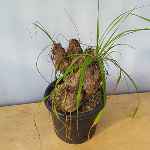 キセロフィタ トリコフィラ (発根管理済) A001｜観葉植物 コーデックス [0682]