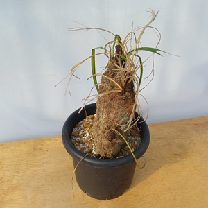 キセロフィタ トリコフィラ (発根管理済) A002｜観葉植物 コーデックス [0683]