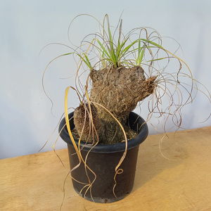 キセロフィタ トリコフィラ (発根管理済) A003｜観葉植物 コーデックス [0684]