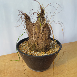 キセロフィタ トリコフィラ (発根管理済) A006｜観葉植物 コーデックス [0687]