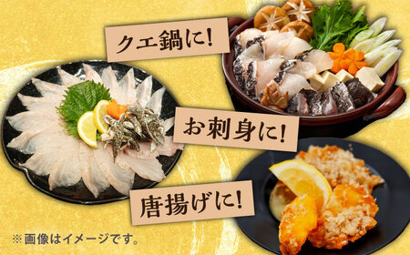 【1週間以内発送】対馬産クエ 丸ごと1匹！2.8kg以上！《対馬市》【エムズスタイル】直送 新鮮 マルモン 刺身 しゃぶしゃぶ 鍋 くえ アラ 高級魚 お祝い[WCN006] スピード発送 最速発送 最短発送