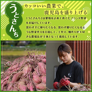 訳あり！数量限定！熟成芋「南国蜜芋」(規格外サイズ・5kg) 訳あり 国産 お芋 野菜 デザート 焼芋 焼き芋 焼きいも イモ 紅はるか 大学芋 訳アリ 詰め合わせ【うとさんち】akn067-23