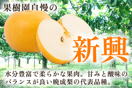 【2026年先行予約】【家庭用】新潟県産 新興梨 3kg（7～11玉）《10月下旬以降発送》 和梨 なし ナシ 果物 しんこう フルーツ 新潟県産 加茂市 いたみ果樹園 