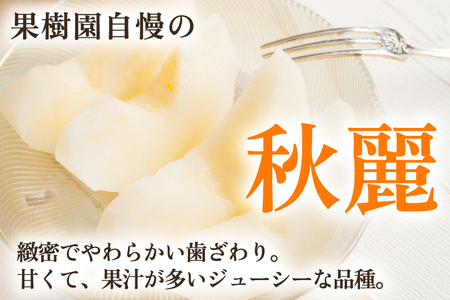 【2026年先行予約】【家庭用】新潟県産 秋麗梨 3kg（7～11玉）《8月中旬以降発送》 和梨 なし ナシ 果物 しゅうれい フルーツ 新潟県産 加茂市 いたみ果樹園 
