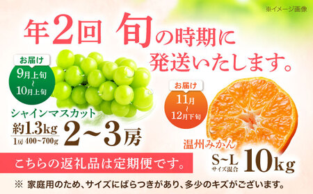 【2回定期便】※【2026年シーズン発送／先行予約】フルーツ定期便 シャインマスカット 約1.3kg(2房から3房) / 温州みかん(10kg) 家庭用 / フルーツ フルーツ定期便 果物定期便 シャインマスカット みかん / 諫早市 / 肥前グローカル株式会社[AHDI012]