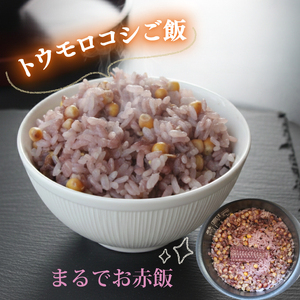 【2026年先行予約 / 数量限定 とうもろこし】フルーツコーン レッド種 5本 とうもろこし