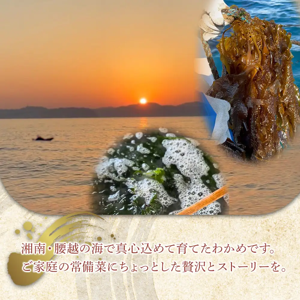 【湘南腰越名産！】湯通し「天然塩蔵わかめ」250g×2袋
