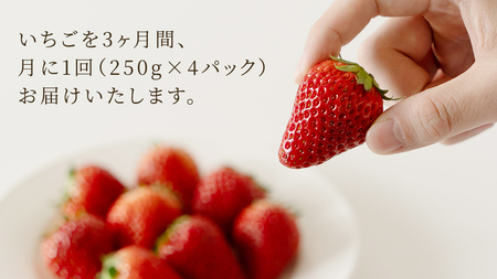 【定期便】いちご3ヶ月連続お届け便 （250g×4パック）×3回　【2027年1月から発送開始】（茨城県共通返礼品 [いちご]：城里町産）