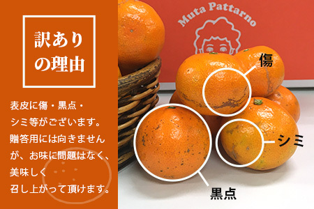 【先行予約】（2026年11月上旬～発送）”わーがと”鹿島産がばい訳アリみかん 約10kg【サイズ混合】【期日指定不可】 みかん ミカン 蜜柑 柑橘 果物 フルーツ 甘い ふるさと納税 佐賀県 鹿島市 B-890