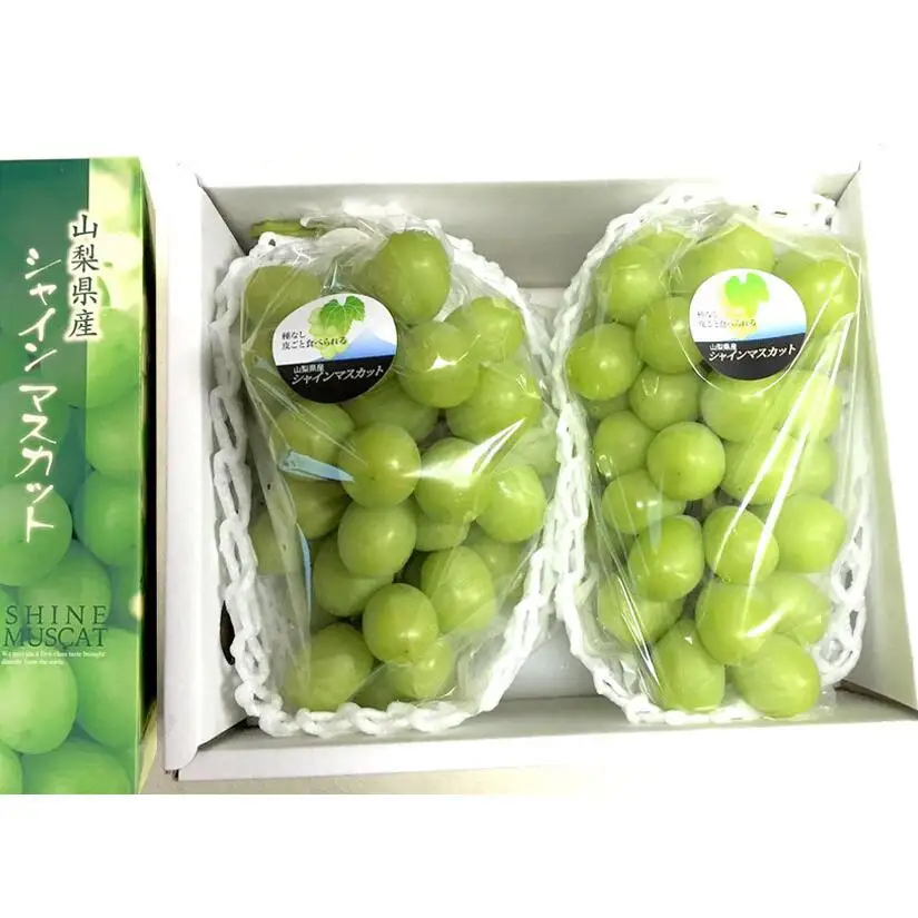 【2026年発送★先行予約】笛吹市産 シャインマスカット1.4kg　贈答　石倉ファーム 241-004-26y