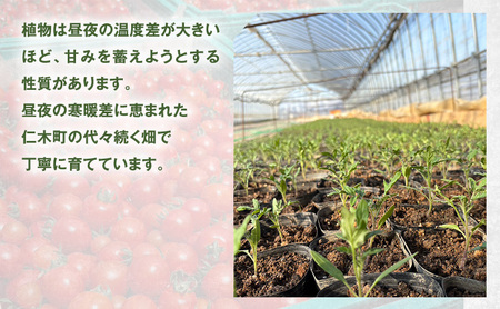 [先行受付] 北海道 仁木町産 ミニトマト キャロルスター 2.4kg （96粒～150粒）トマト 野菜 国産 プチトマト 甘み 使いやすい サラダ お弁当 家庭用 子供に人気 リコピン [REDA FARM]