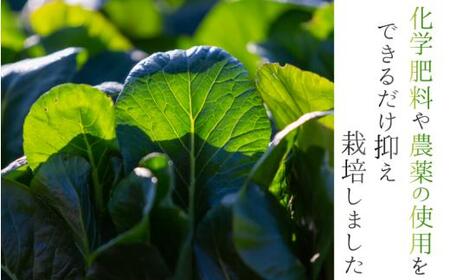 奈良県産 小松菜 約10kg  【順次発送】 葛城市【smlk063】