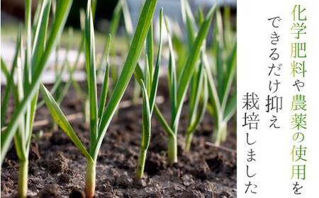 奈良県葛城産 にんにく 約4kg(500g×8袋)  【2026年5月上旬～7月下旬順次発送】 葛城市【smlk066】