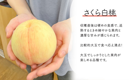 しっかりとした果肉「さくら白桃」ご家庭用 5-8玉 (岡山県産)【KF-A025-01】
