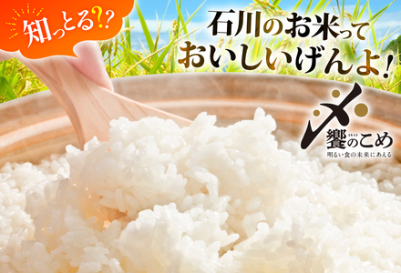 米 無洗米 定期便 石川米 こしひかり 5kg 12回 [38601338]