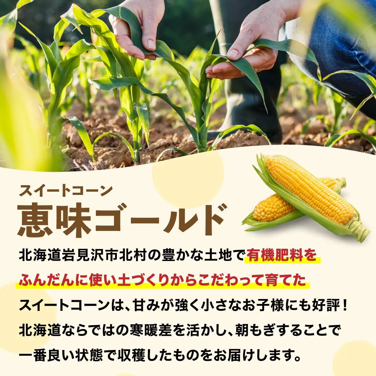 【先行予約】朝取りスイートコーン「恵味ゴールド」10本入り｜コーン とうもろこし 岩見沢市 野菜 北海道【a167-001】